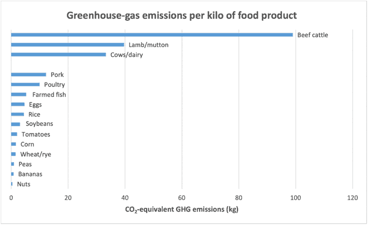 Getting to zero—what’s the beef? cows,cattle,livestock,emissions,food,agriculture,GHG,dairy