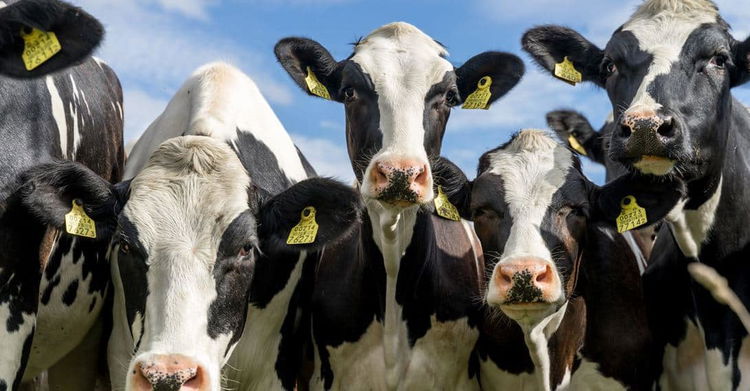 Getting to zero—what’s the beef? cows,cattle,livestock,emissions,food,agriculture,GHG,dairy