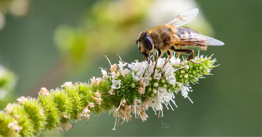 biodiversity,COP15,China,climate