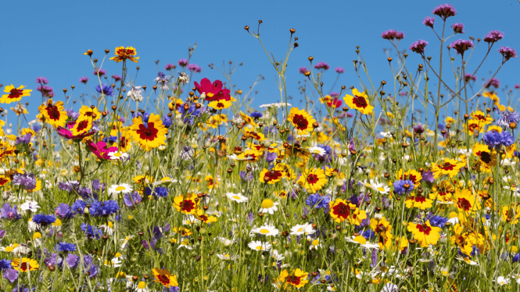 Biodiversity: the EU and the race against time Biodiversity,COP15,Global Diversity Framework,30x30,Nature Restoration Law,European Union,EU