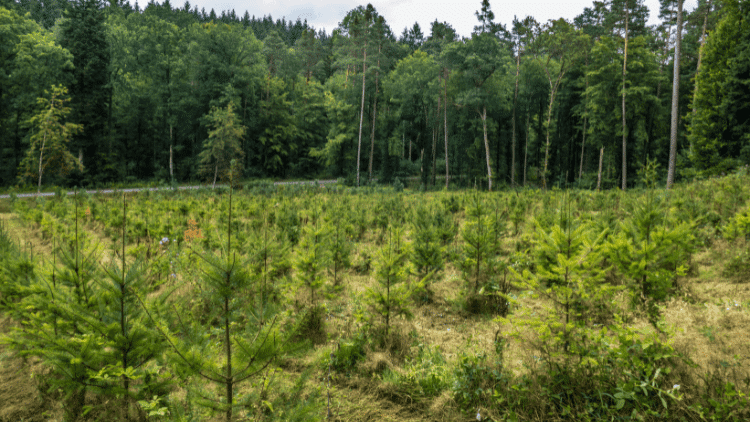 Environmental stewardship yes, ‘carbon farming’ no carbon removal,carbon farming,nature