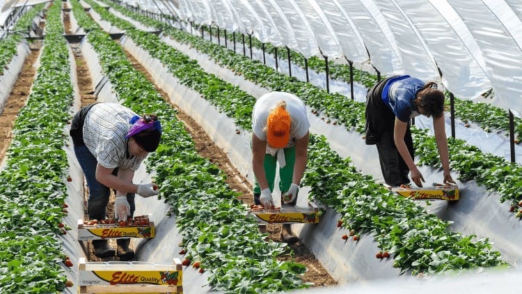migrant,Europe,workers
