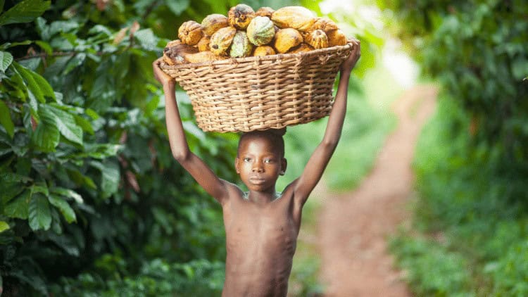 Corporate sustainability due diligence—the time is now Boy carrying cocoa pods, Ghana