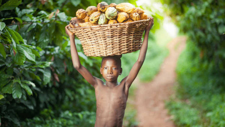 Boy carrying cocoa pods, Ghana