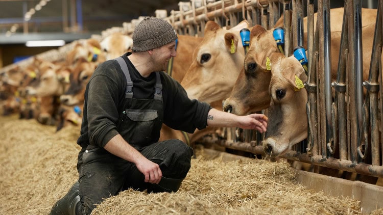 Agriculture emissions: Danes not following the herd Farm worker tending to row of cattle in byre