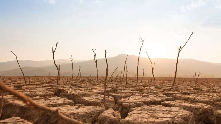 The invisible victims of the climate crisis Trees withered by drought on parched land under hot sun