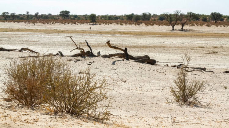 The Summit of the Future—committing to action dried up river bed with dead trees